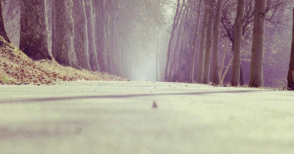 picsum id: 186