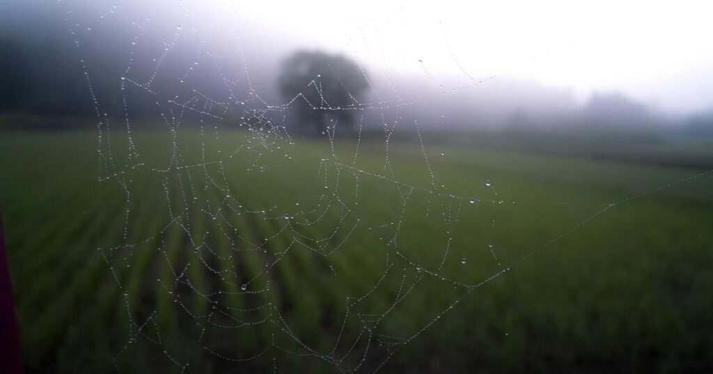 Cientistas Descobrem Planta da Amazônia Que Pode Curar Depressão em Uma Semana picsum id: 784
