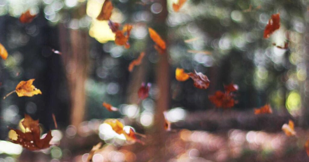 picsum id: 776