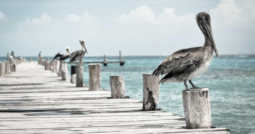 Brasil Anuncia Criação da Primeira Reserva Marinha Gigante do Atlântico Sul picsum id: 244