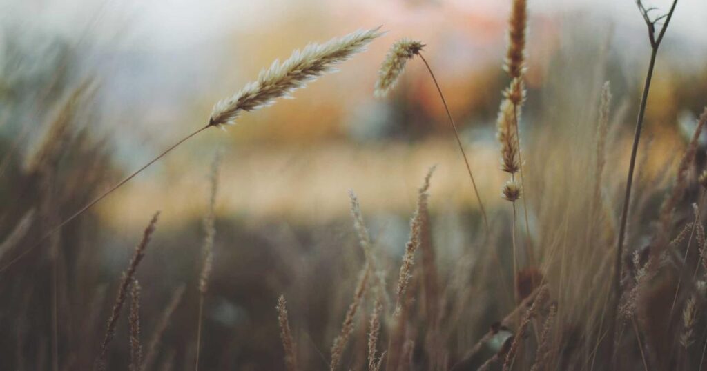 picsum id: 98